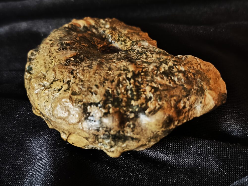 Seltener Taramelliceras trachinodum, Malm, Gräfenberg