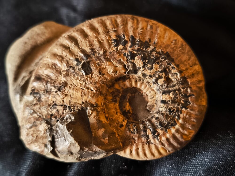 IMG_20251118_122248 Putealiceras puteale, Dogger, Lambertiknollen, Gruibingen,