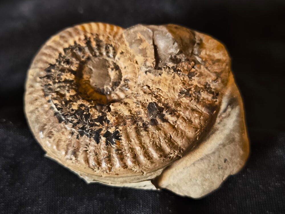 IMG_20251118_122302 Putealiceras puteale, Dogger, Lambertiknollen, Gruibingen,