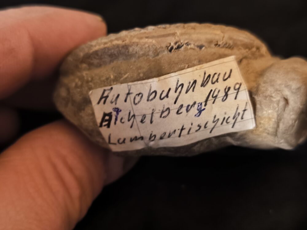 IMG_20251118_122351 Putealiceras puteale, Dogger, Lambertiknollen, Gruibingen,