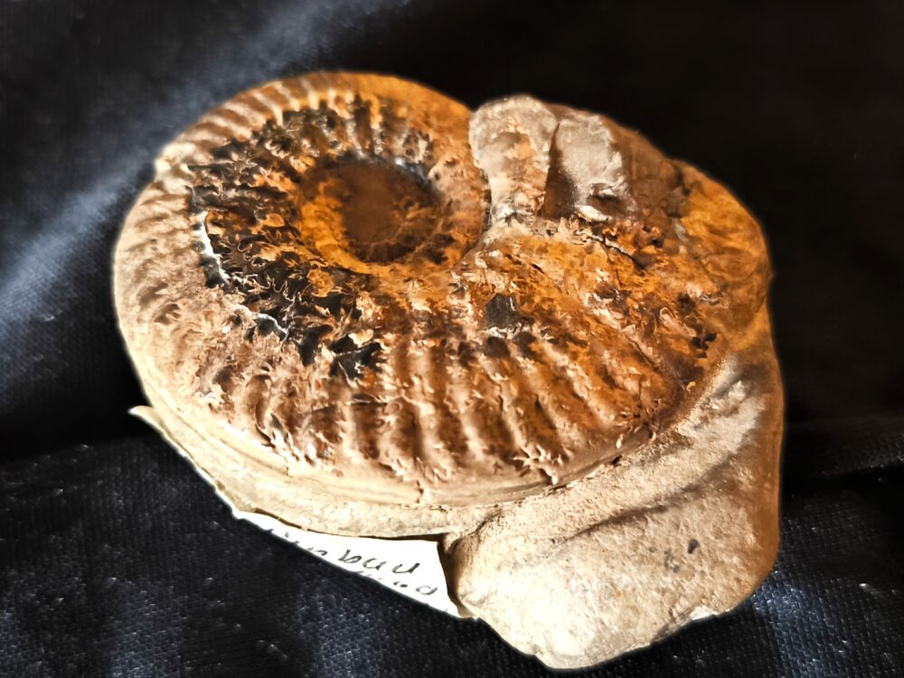 IMG_20251118_122413 Putealiceras puteale, Dogger, Lambertiknollen, Gruibingen,