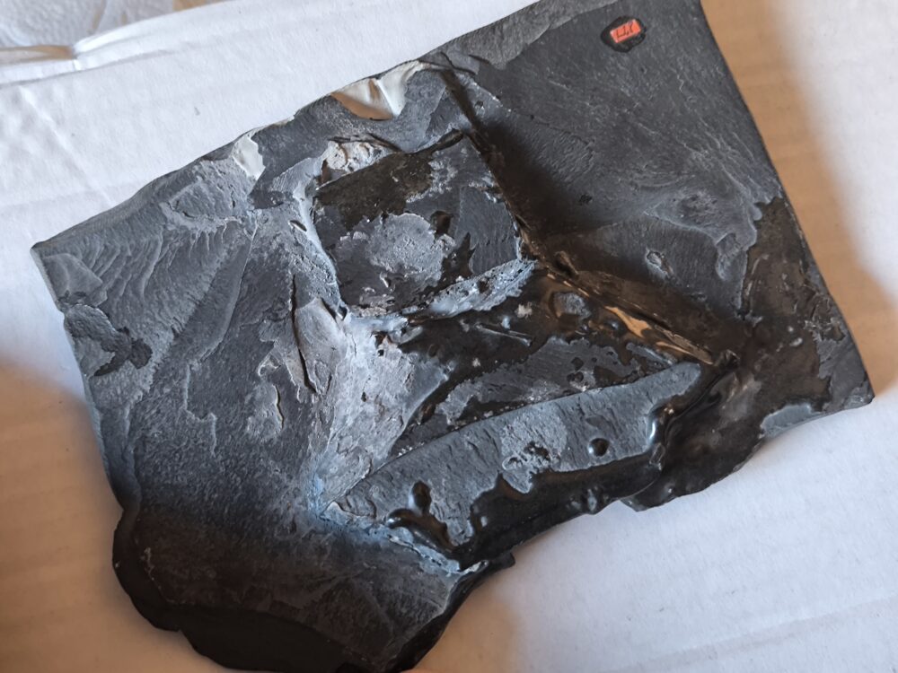 IMG_20251118_122507 Fisch der Gattung Pholidophorus, Lias, Holzmaden