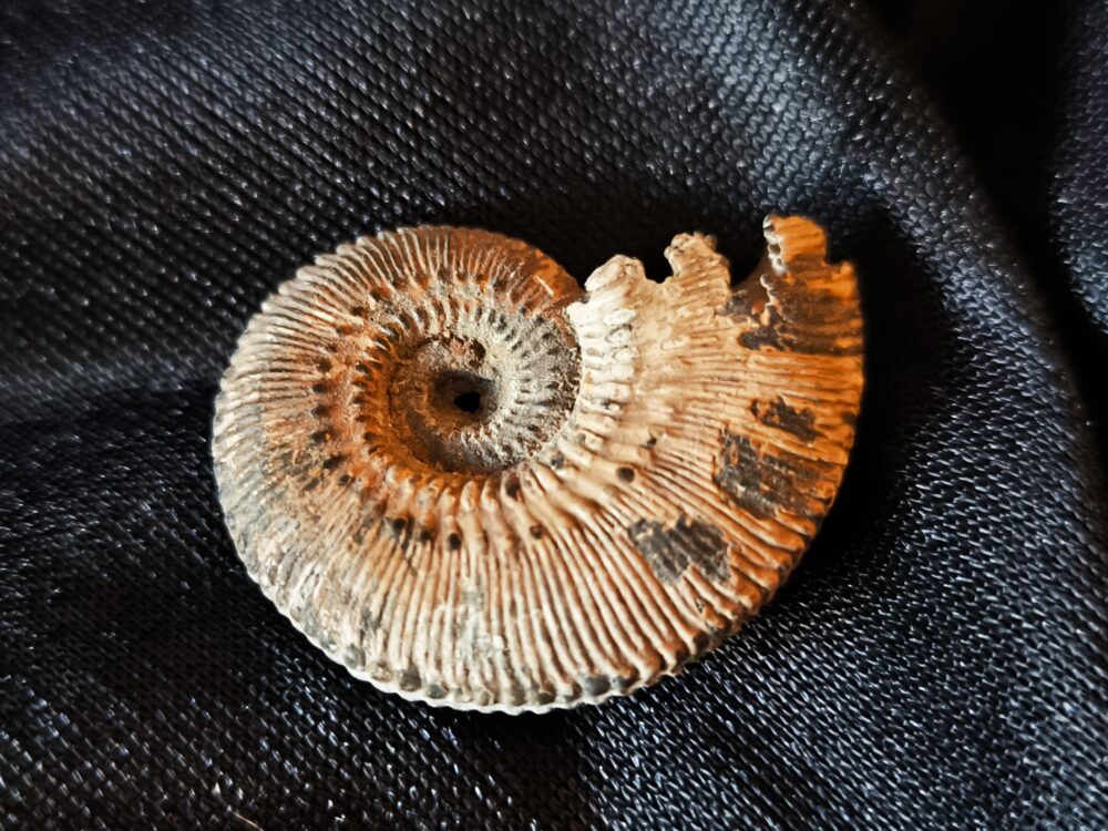 Kosmoceras proniae, Dogger, Rjasan, Russland