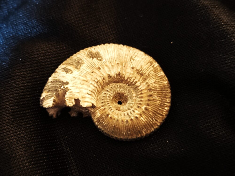 Kosmoceras proniae, Dogger, Rjasan, Russland