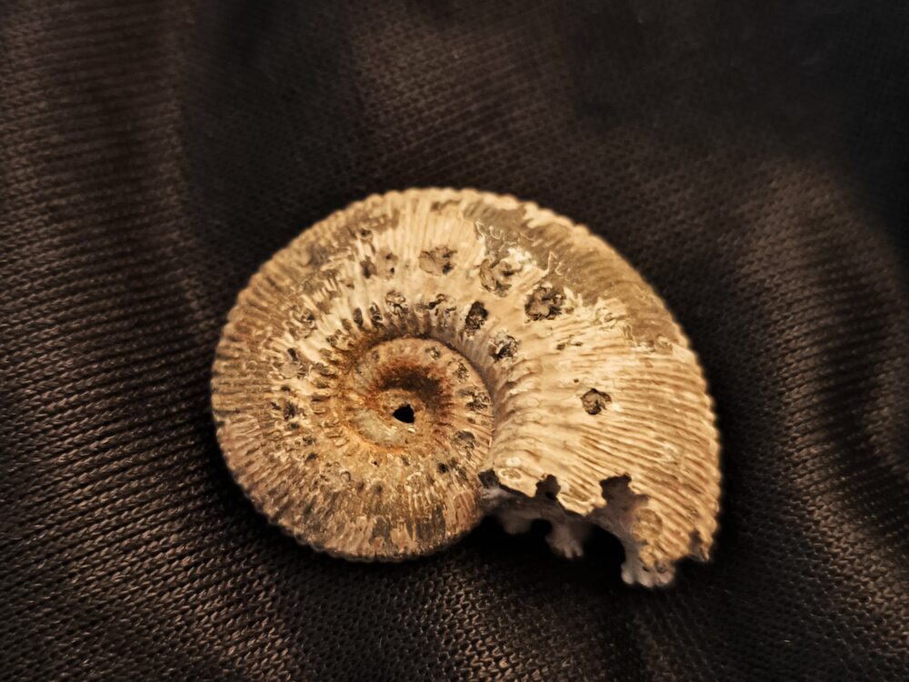 Kosmoceras proniae, Dogger, Rjasan, Russland