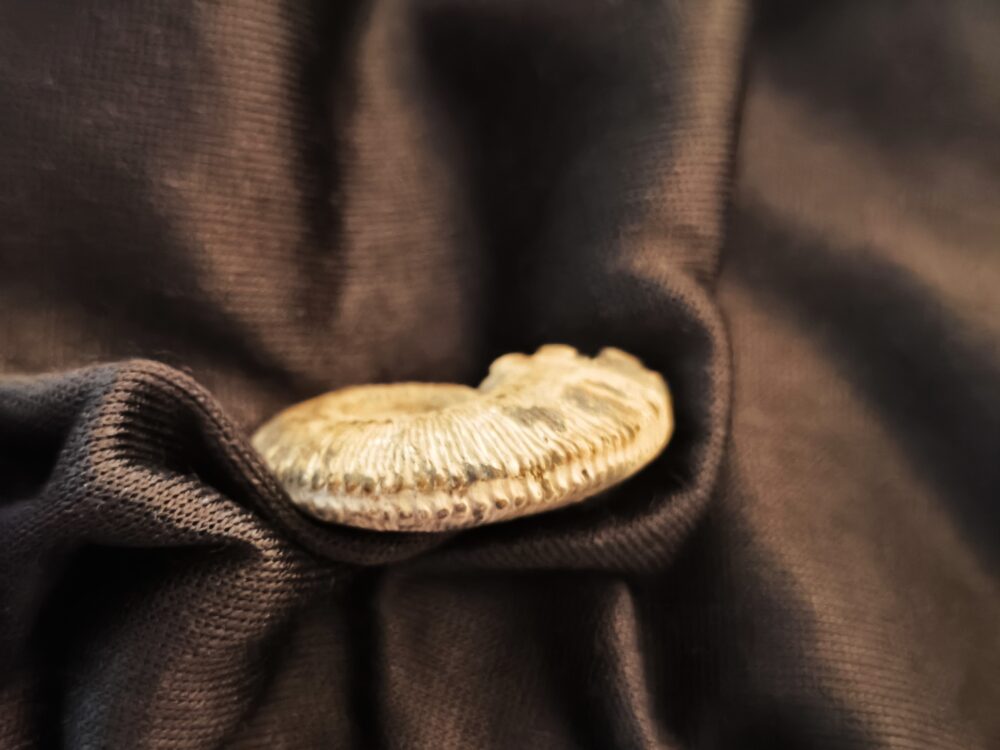 Kosmoceras proniae, Dogger, Rjasan, Russland