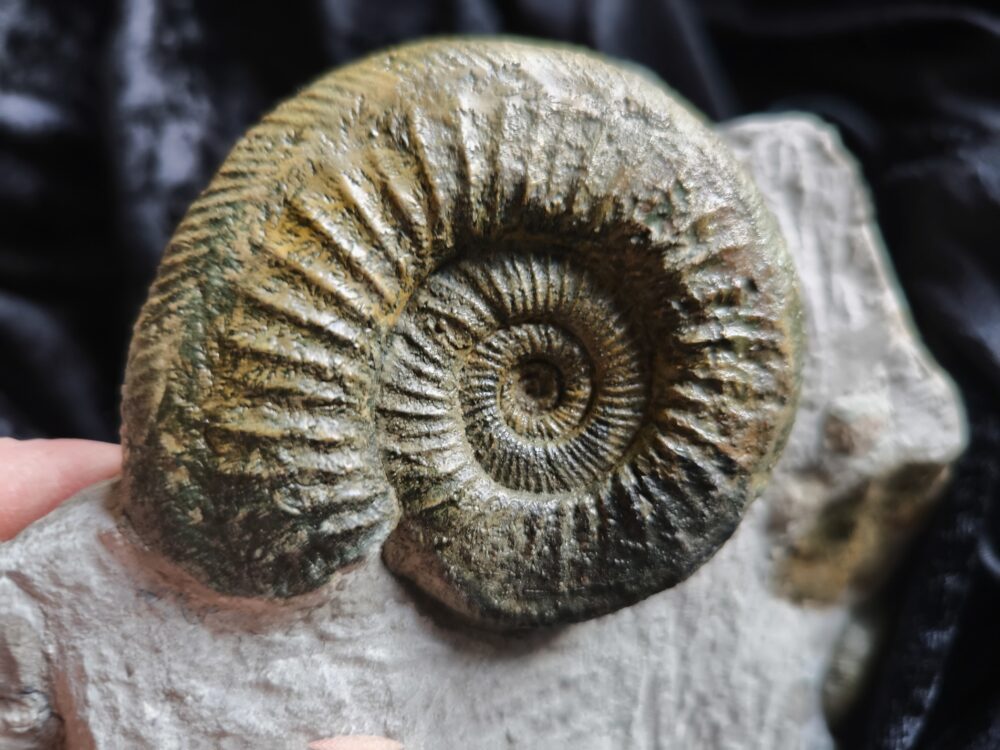 Stufe mit pathologischer Ardescia desmoides u. a. Malm, Gräfenberg * reserviert *