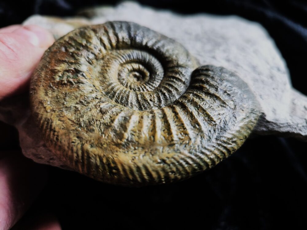 Stufe mit pathologischer Ardescia desmoides u. a. Malm, Gräfenberg  * reserviert *