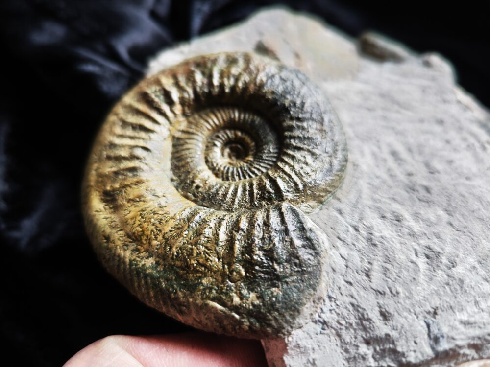 Stufe mit pathologischer Ardescia desmoides u. a. Malm, Gräfenberg  * reserviert *