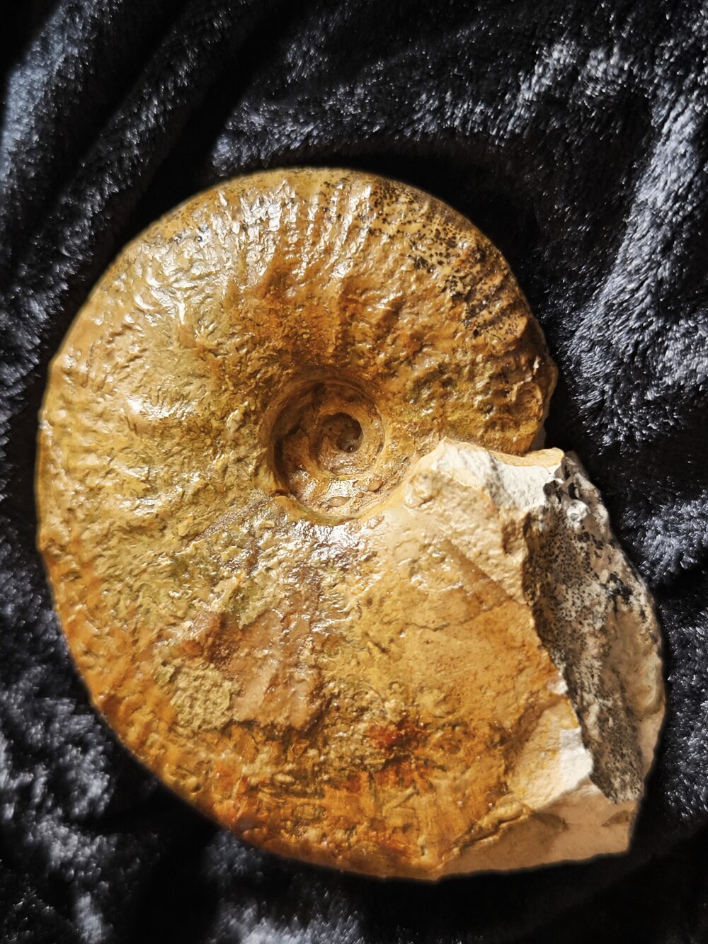 IMG_20251119_144508 Taramelliceras, kobyi wegeli