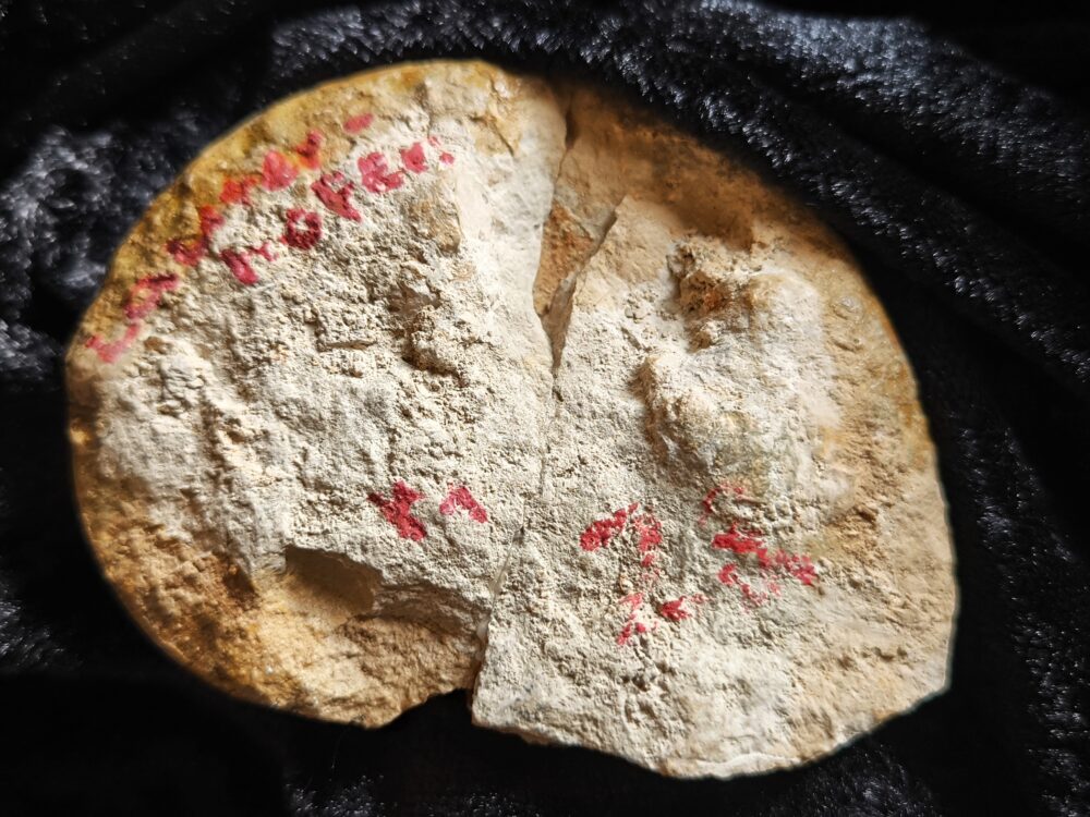 IMG_20251119_144523 Taramelliceras, kobyi wegeli