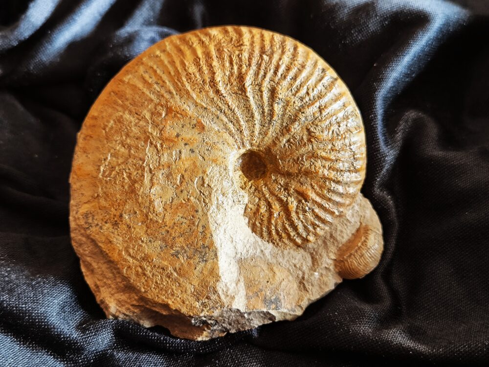 Taramelliceras rigidum, Malm, Böttingen