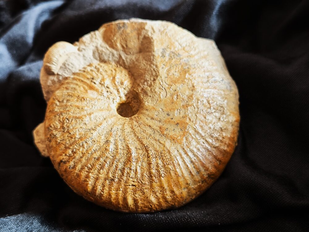 Taramelliceras rigidum, Malm, Böttingen