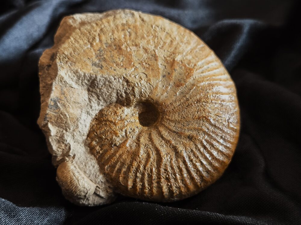 Taramelliceras rigidum, Malm, Böttingen