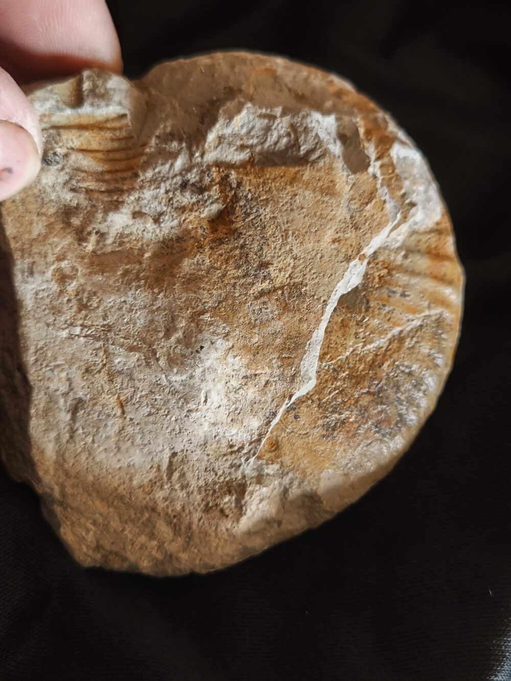 Taramelliceras rigidum, Malm, Böttingen