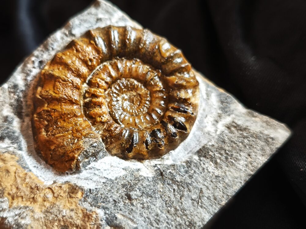 Arnioceras kridioides, Lias, Pfohren bei Donaueschingen