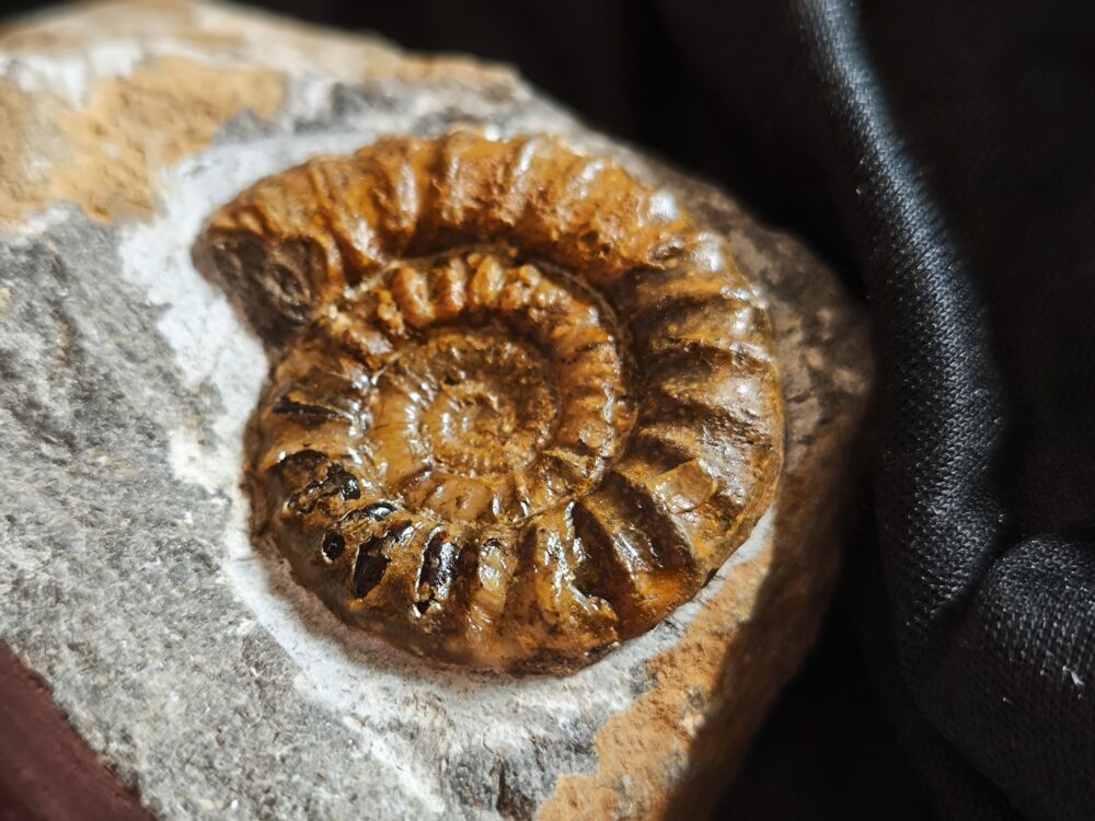 IMG_20251123_123742 Arnioceras kridioides, Lias, Pfohren bei Donaueschingen