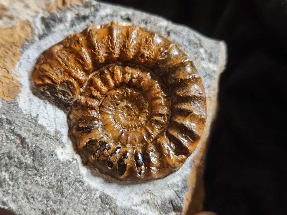 IMG_20251123_123822 Arnioceras kridioides, Lias, Pfohren bei Donaueschingen