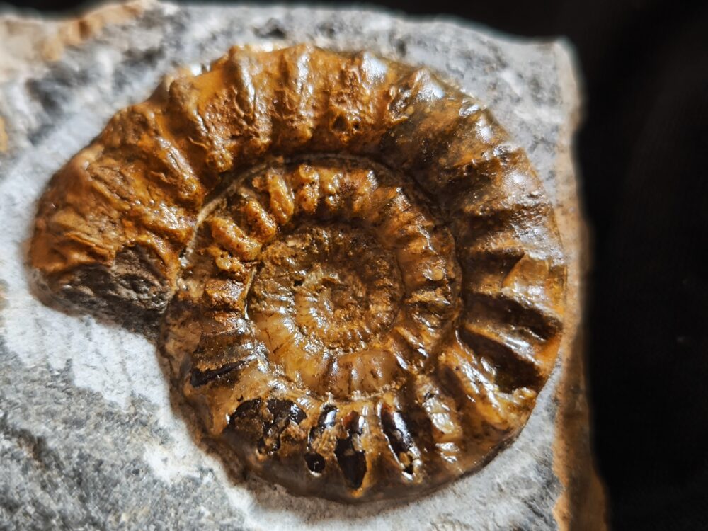 IMG_20251123_123831 Arnioceras kridioides, Lias, Pfohren bei Donaueschingen