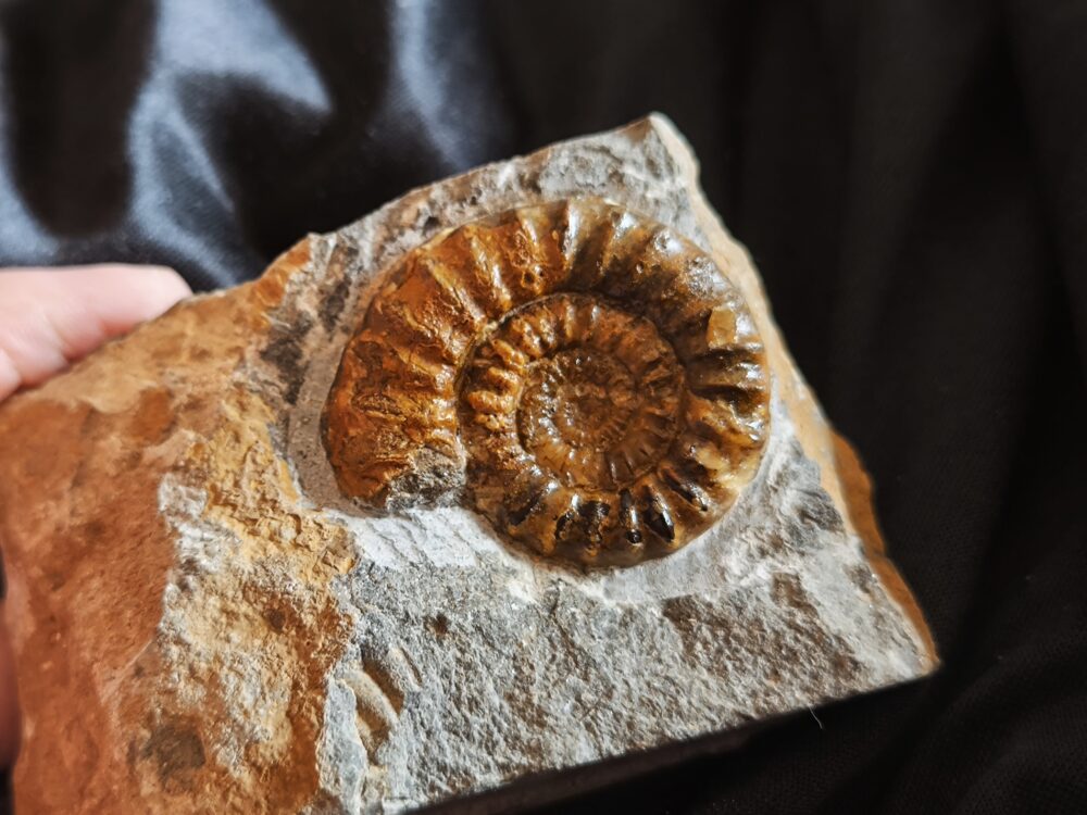 IMG_20251123_123902 Arnioceras kridioides, Lias, Pfohren bei Donaueschingen