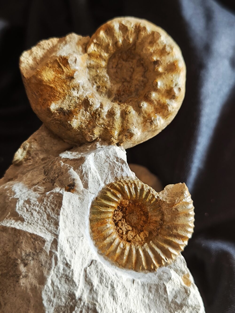 Schöne Stufe mit Clambites hypselum und Microbiplices microbiplex, Malm, Gräfenberg