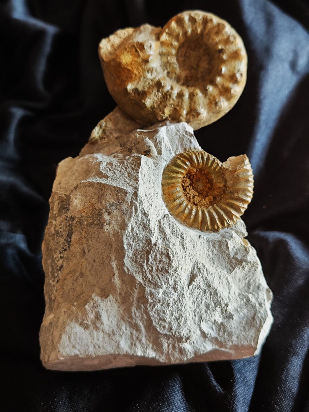 IMG_20251123_124006 Schöne Stufe mit Clambites hypselum und Microbiplices microbiplex, Malm, Gräfenberg