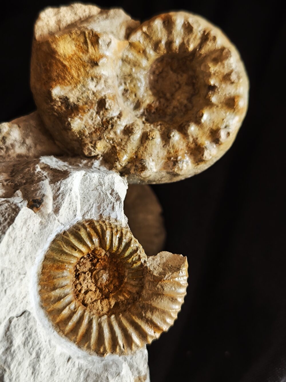 IMG_20251123_124043 Schöne Stufe mit Clambites hypselum und Microbiplices microbiplex, Malm, Gräfenberg