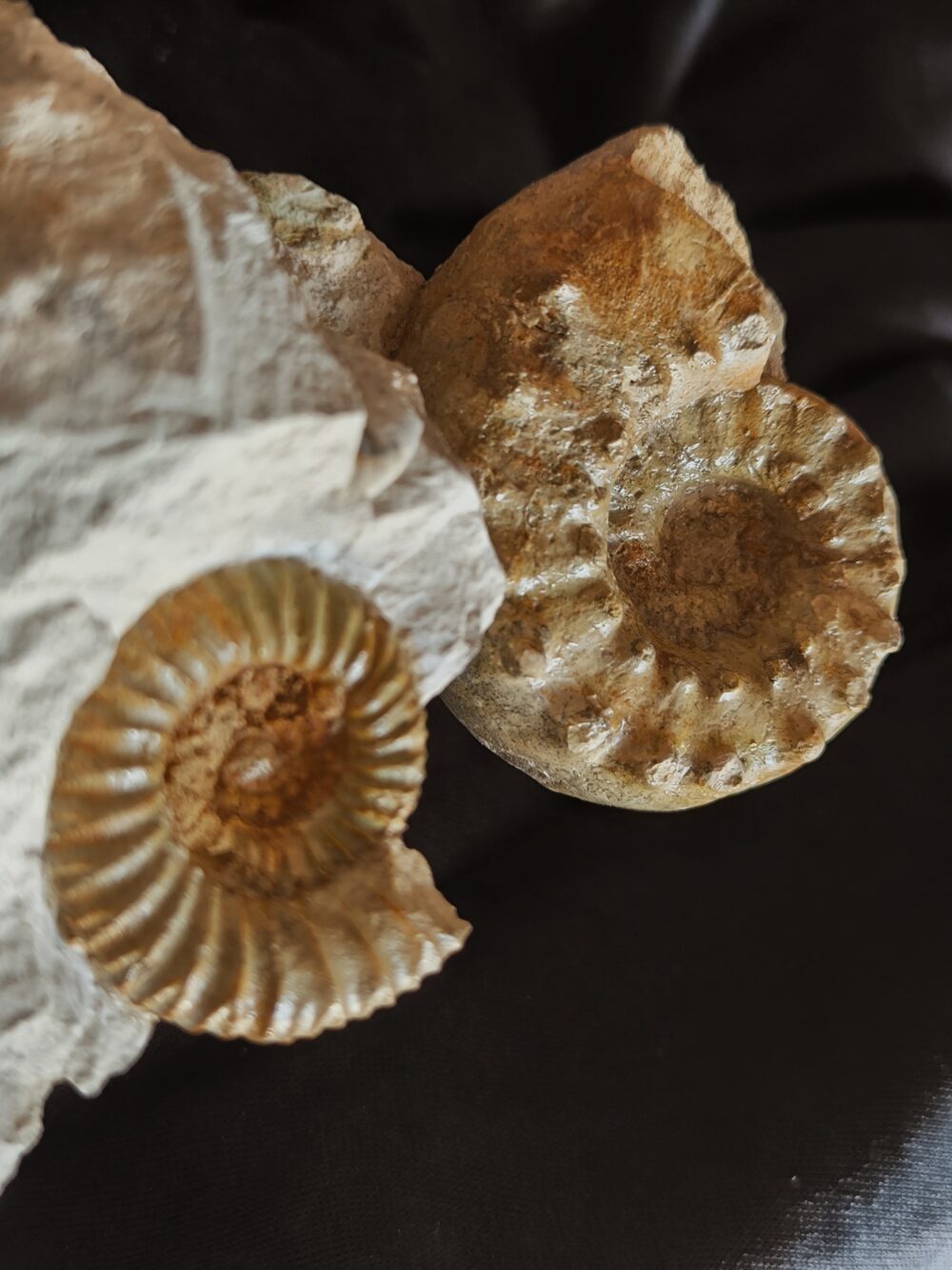 IMG_20251123_124052 Schöne Stufe mit Clambites hypselum und Microbiplices microbiplex, Malm, Gräfenberg