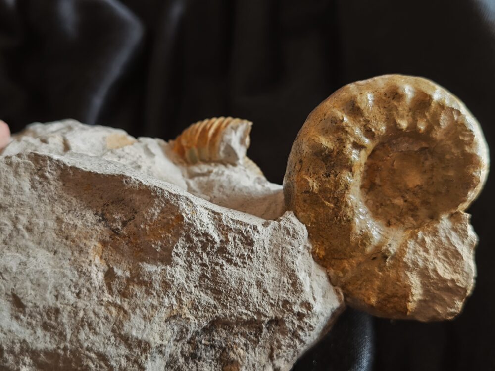 IMG_20251123_124115 Schöne Stufe mit Clambites hypselum und Microbiplices microbiplex, Malm, Gräfenberg