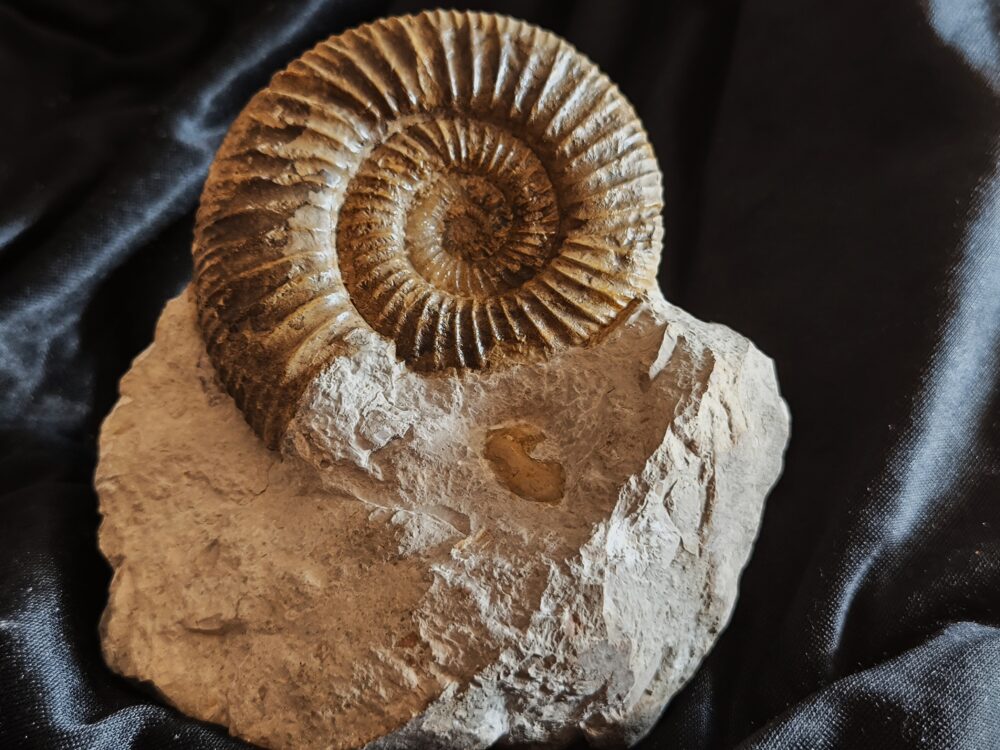 Orthosphinctes polygyratus, Malm, Nusplingen, Schwäbische Alb