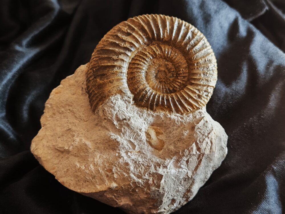 Orthosphinctes polygyratus, Malm, Nusplingen, Schwäbische Alb