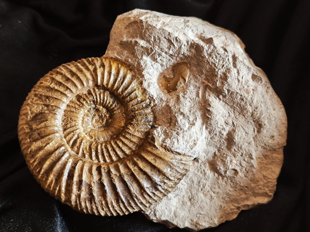 Orthosphinctes polygyratus, Malm, Nusplingen, Schwäbische Alb