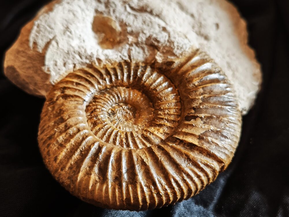 Orthosphinctes polygyratus, Malm, Nusplingen, Schwäbische Alb