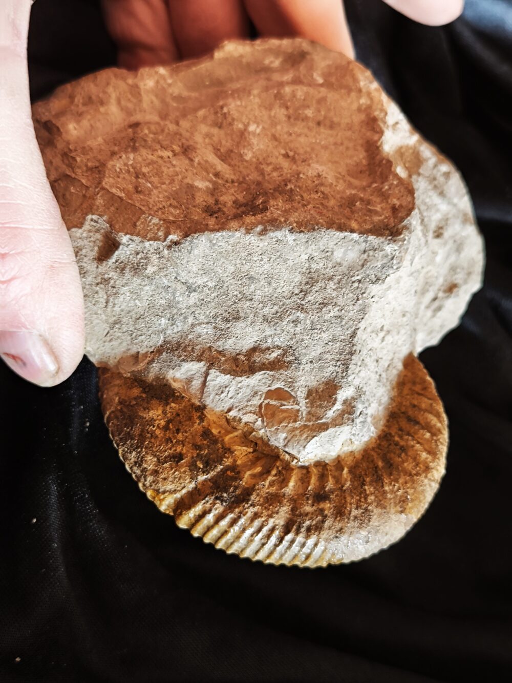 Orthosphinctes polygyratus, Malm, Nusplingen, Schwäbische Alb