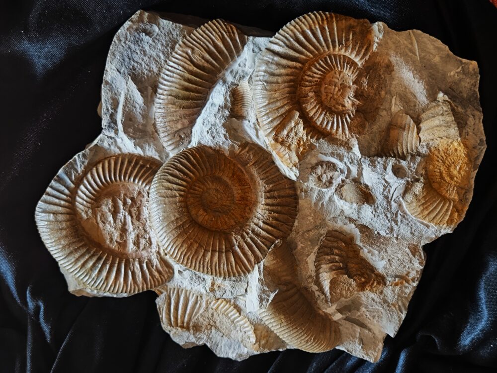 Schöne Ammonitenplatte von Drügendorf, Malm