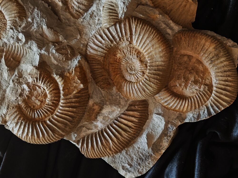 Schöne Ammonitenplatte von Drügendorf, Malm