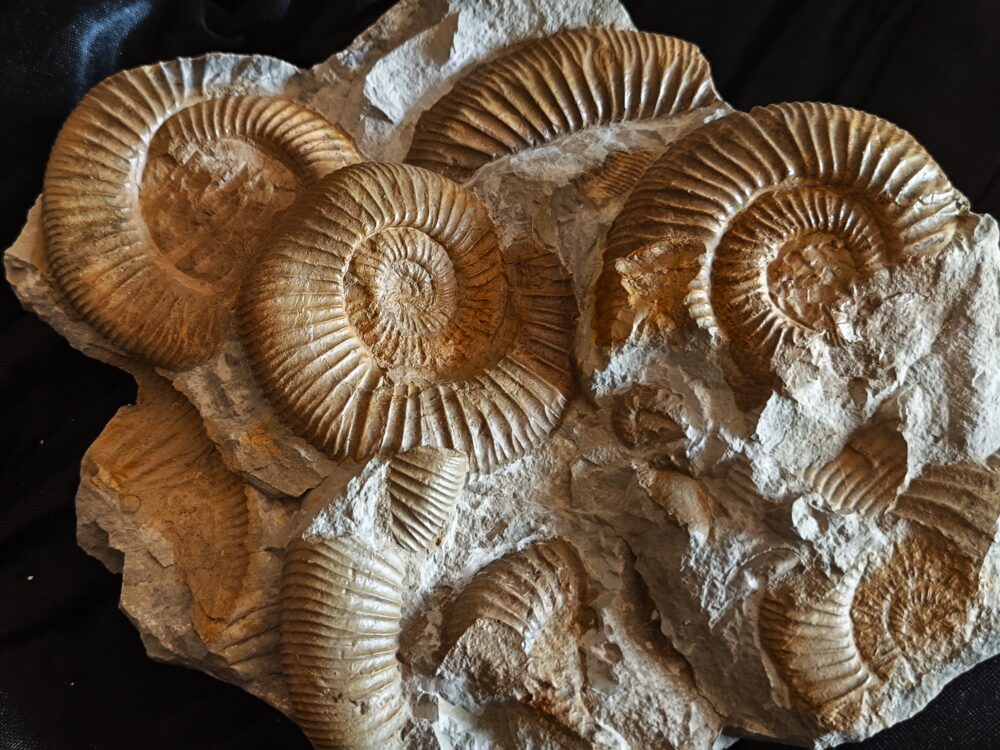 Schöne Ammonitenplatte von Drügendorf, Malm