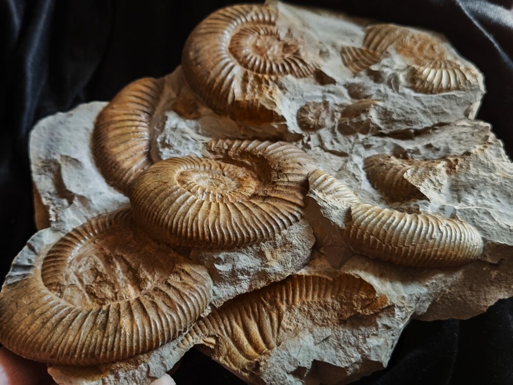 Schöne Ammonitenplatte von Drügendorf, Malm