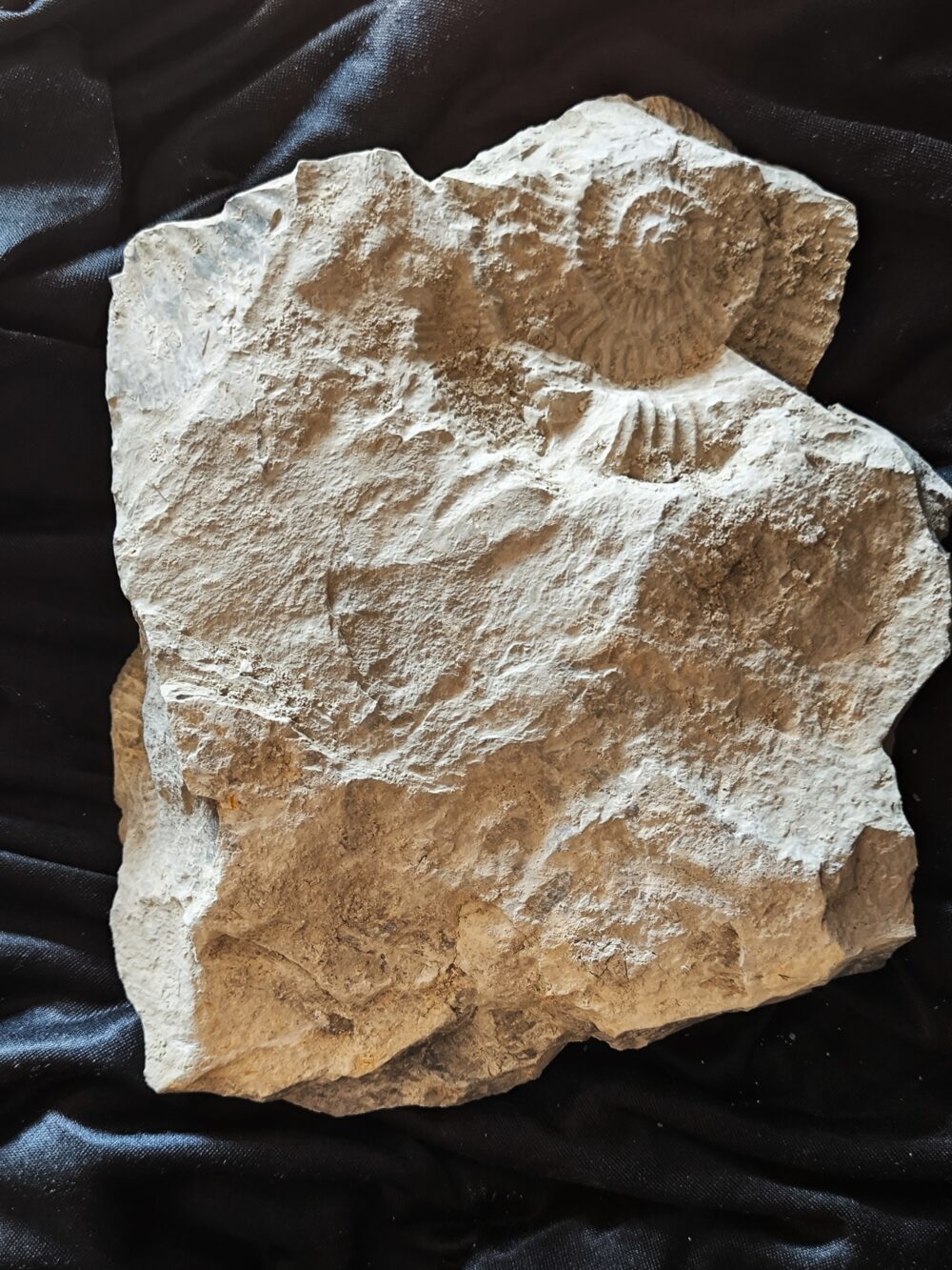 Schöne Ammonitenplatte von Drügendorf, Malm