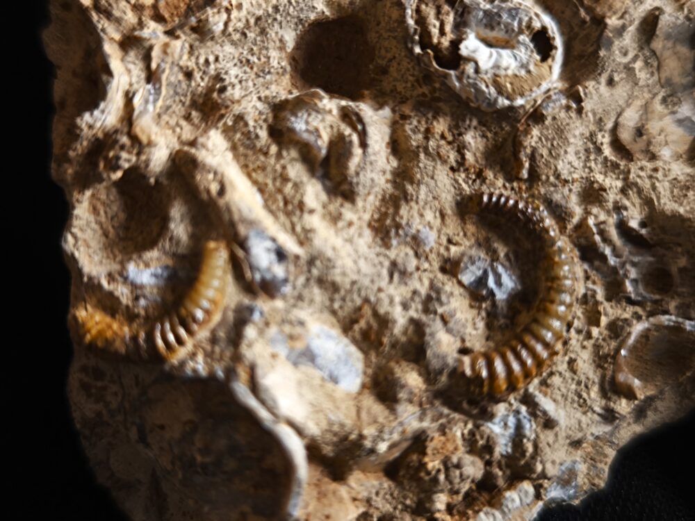 rar! Spiroceras annulatum, Dogger, Bopfingen, Ostalb * reserviert *