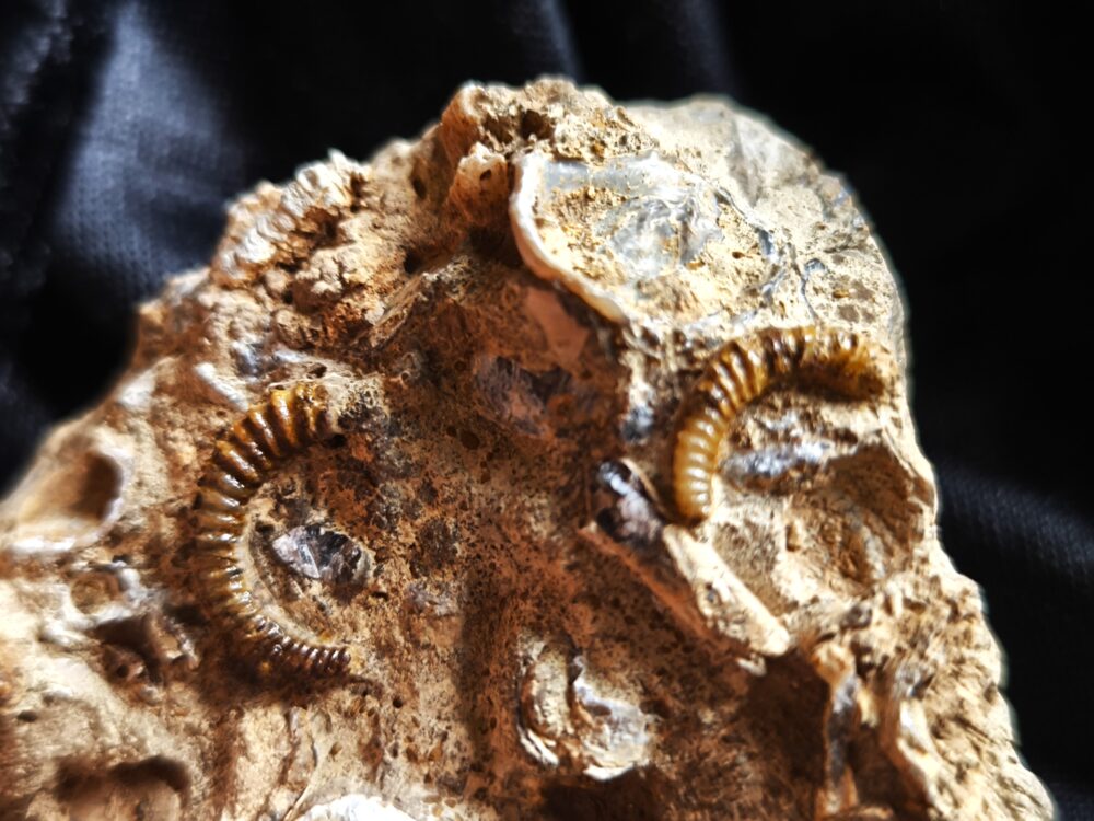 rar! Spiroceras annulatum, Dogger, Bopfingen, Ostalb * reserviert *