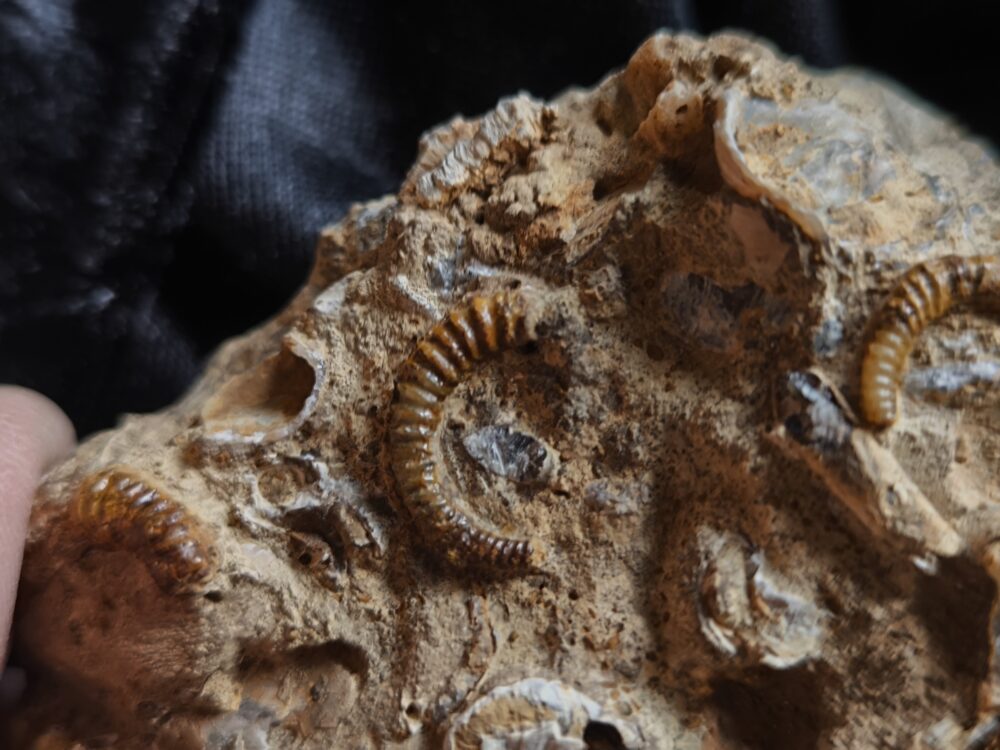 rar! Spiroceras annulatum, Dogger, Bopfingen, Ostalb * reserviert *