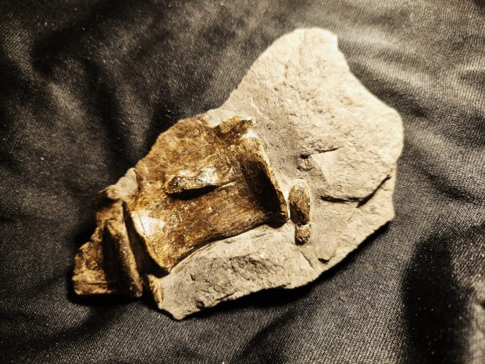 Krokodilwirbel, Steneosaurus, Lias, Holzmaden * reserviert *