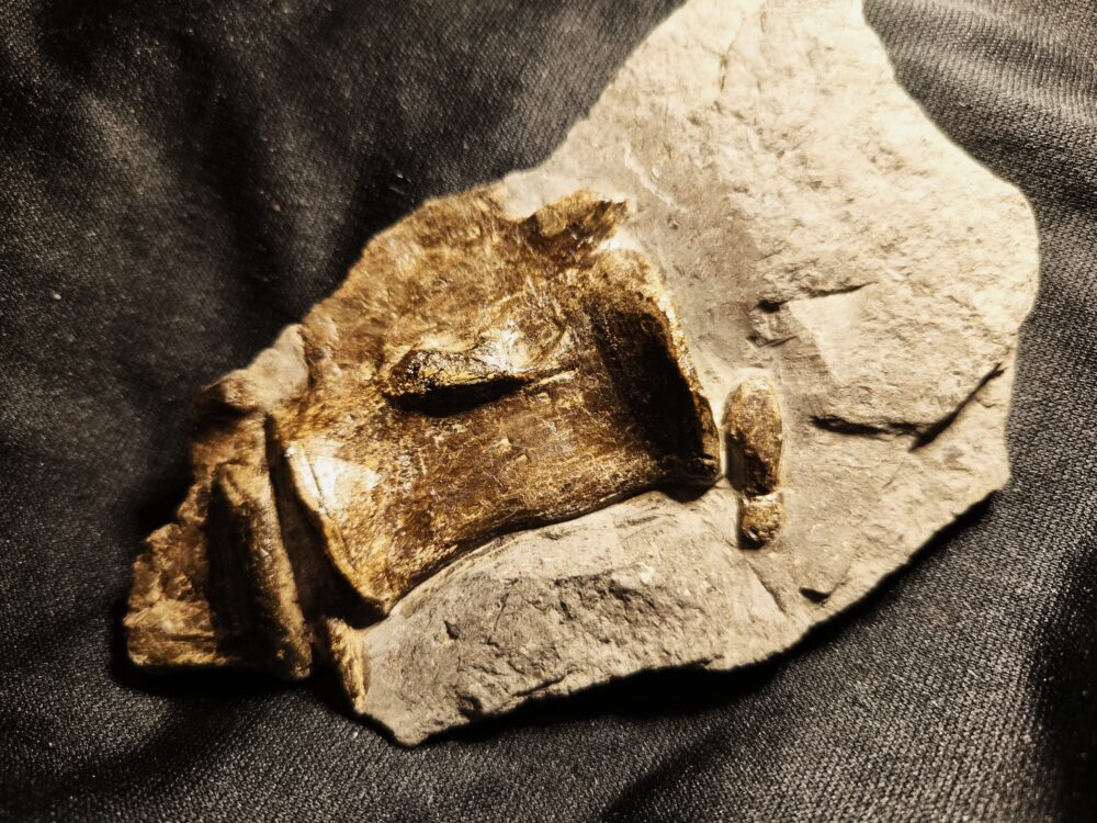 Krokodilwirbel, Steneosaurus, Lias, Holzmaden * reserviert *