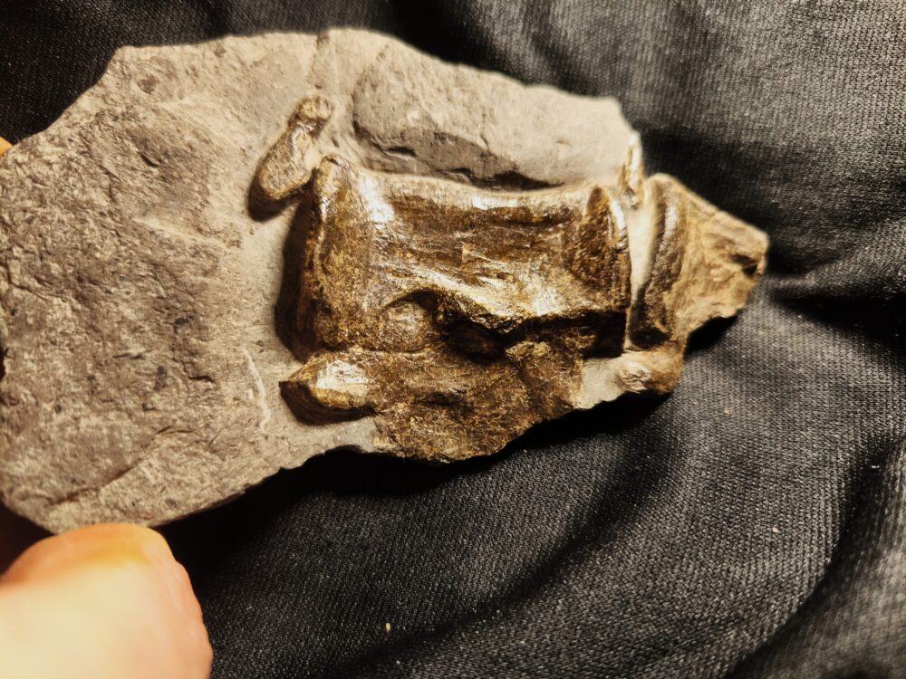 Krokodilwirbel, Steneosaurus, Lias, Holzmaden * reserviert *