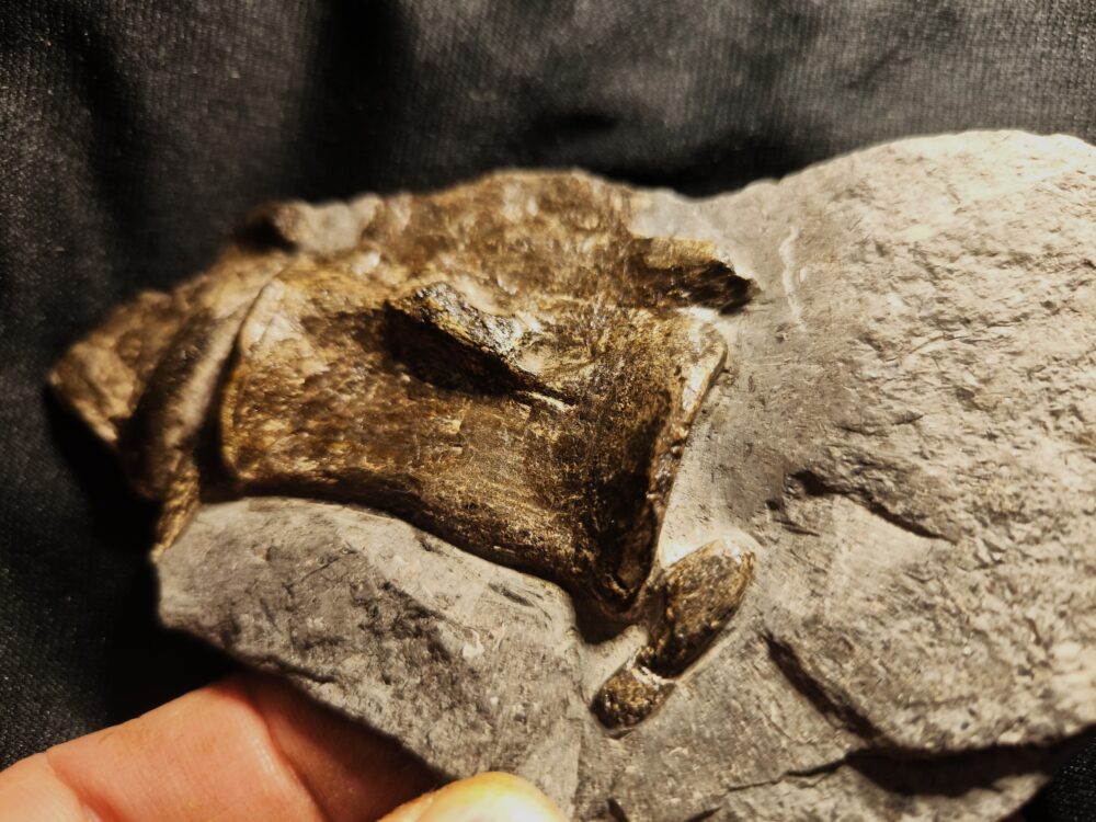 Krokodilwirbel, Steneosaurus, Lias, Holzmaden * reserviert *