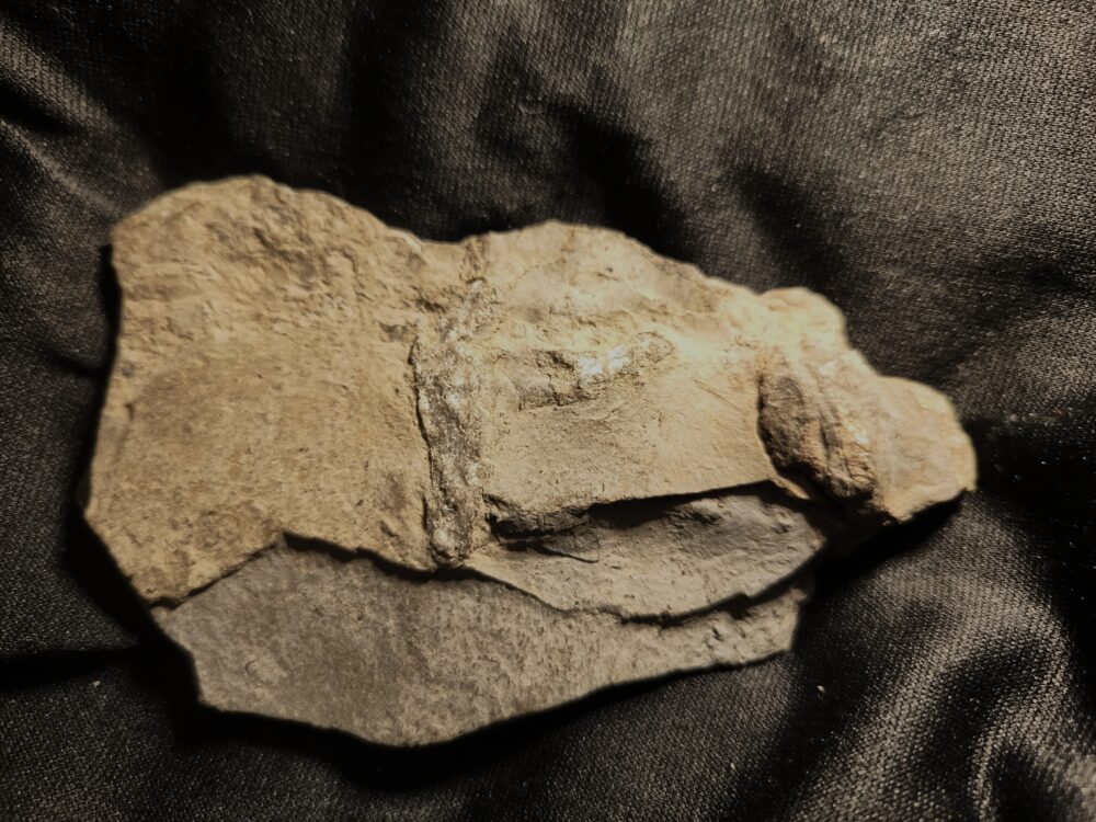 Krokodilwirbel, Steneosaurus, Lias, Holzmaden * reserviert *