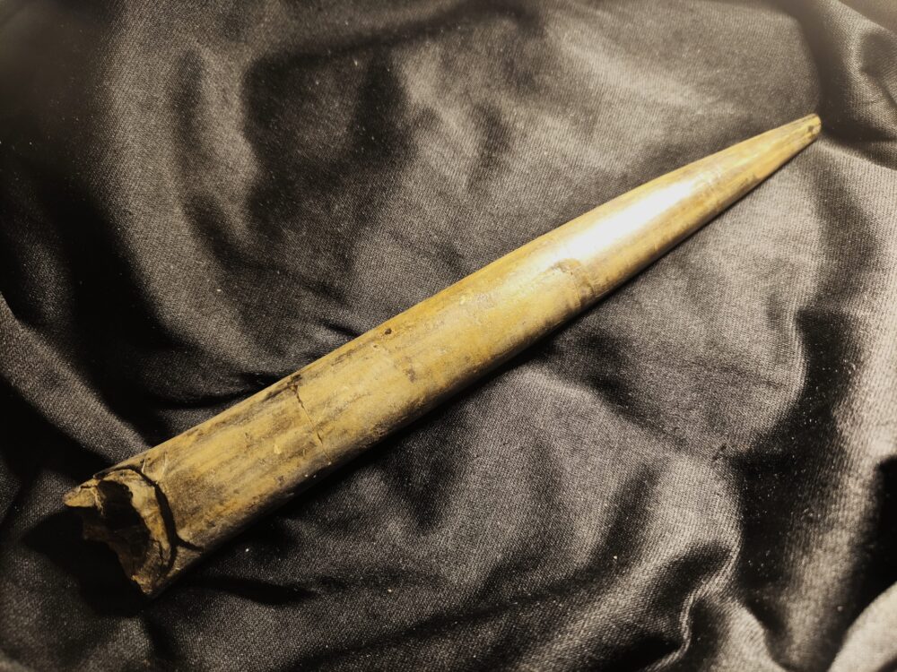 Megateuthis ellipticus, Toperhaltung, Dogger, Aichelberg, Autobahnbau  * reserviert *