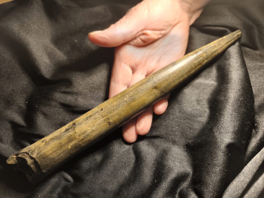 Megateuthis ellipticus, Toperhaltung, Dogger, Aichelberg, Autobahnbau