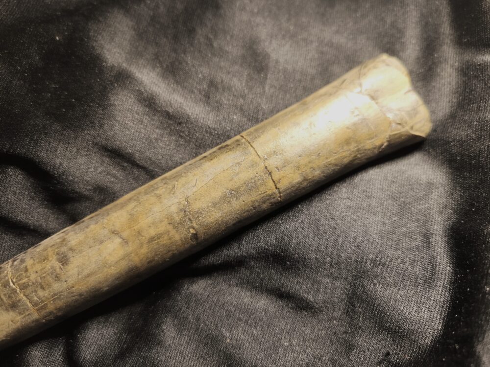 Megateuthis ellipticus, Toperhaltung, Dogger, Aichelberg, Autobahnbau  * reserviert *